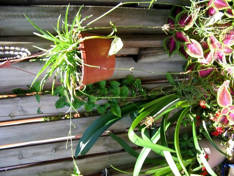 spider plant